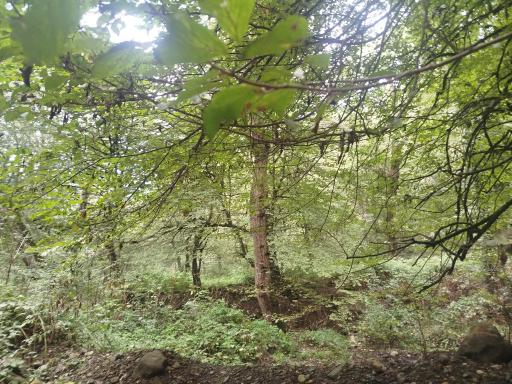 عکس جنگل توسکستان