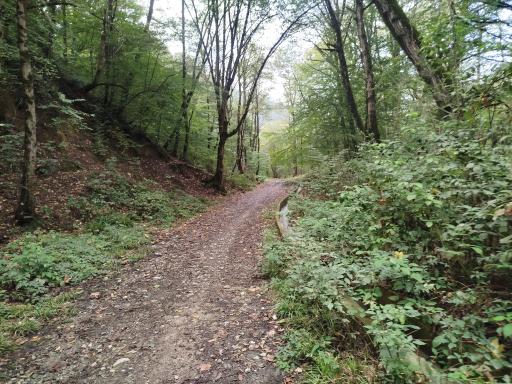 عکس جنگل توسکستان