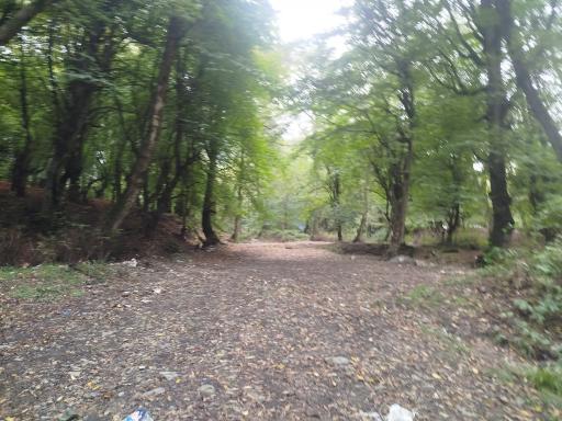 عکس جنگل توسکستان