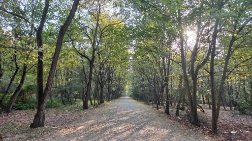 عکس جنگل توسکستان