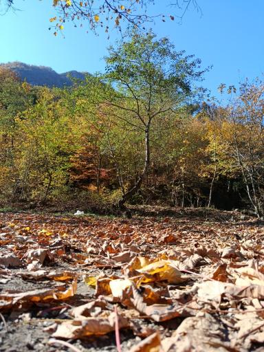 عکس جنگل توسکستان