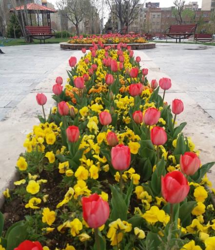 عکس بوستان گل یاسمن