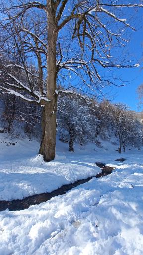 عکس جنگل توسکستان