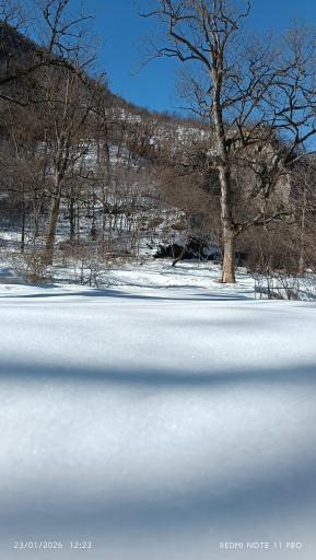 عکس جنگل توسکستان