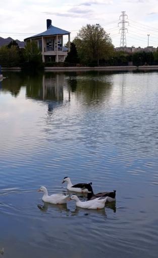 عکس دریاچه مصنوعی آزادگان