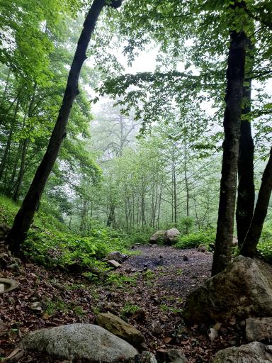 عکس جنگل توسکستان