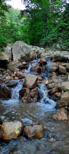 عکس جنگل توسکستان