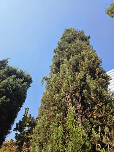 عکس بوستان سید جمال الدین اسدآبادی