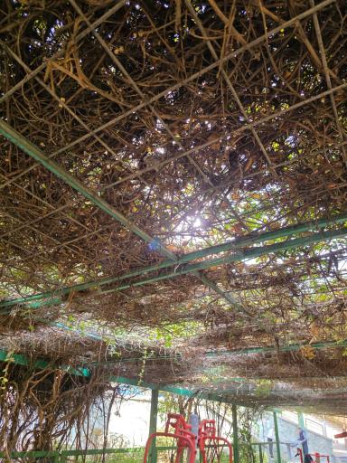 عکس بوستان سید جمال الدین اسدآبادی