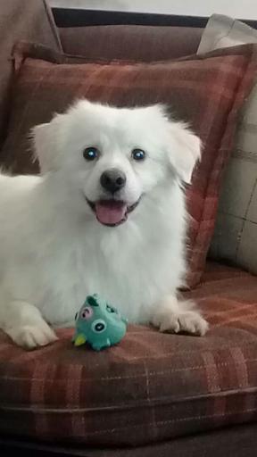 عکس پانسیون حیوانات بیگی کنل