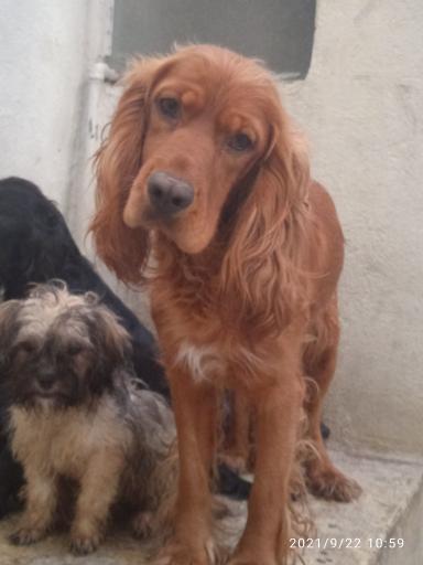 عکس پانسیون حیوانات بیگی کنل