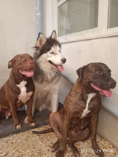 عکس پانسیون حیوانات بیگی کنل