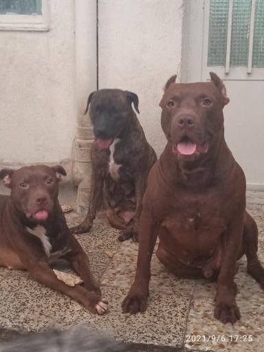 عکس پانسیون حیوانات بیگی کنل