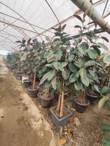 عکس گلخانه نادی