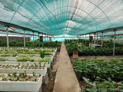 عکس گلخانه نادی