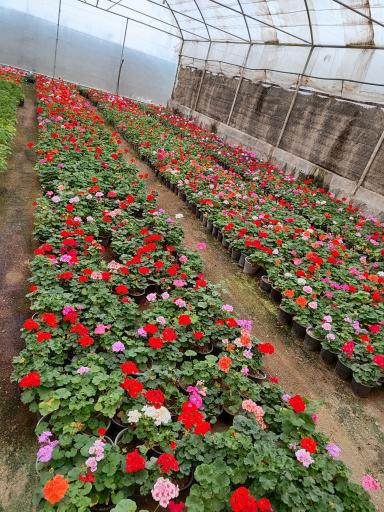 عکس گلخانه نادی