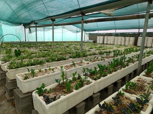 عکس گلخانه نادی