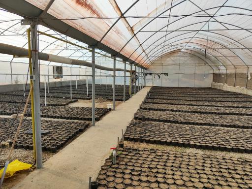 عکس گلخانه نادی