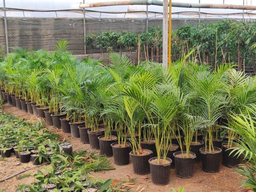 عکس گلخانه نادی