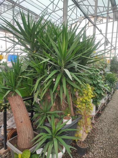 عکس گل باغ آرتا