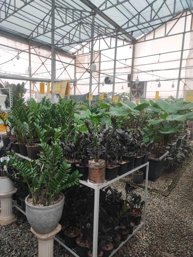 عکس گل باغ آرتا