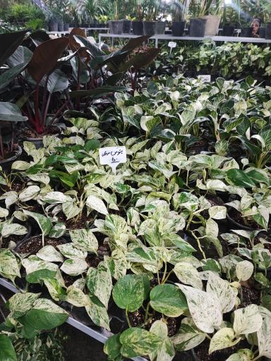 عکس گل باغ آرتا