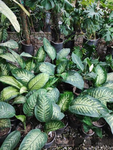 عکس گل باغ آرتا