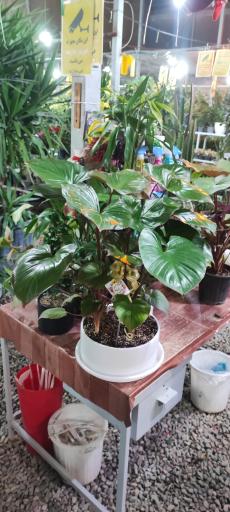 عکس گل باغ آرتا