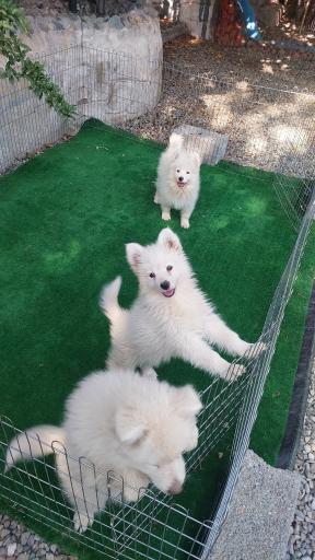 عکس پانسیون و باشگاه آموزش و تربیت لئوداگ مربی سگ مرتضی شکری