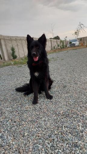 عکس پانسیون و باشگاه آموزش و تربیت لئوداگ مربی سگ مرتضی شکری