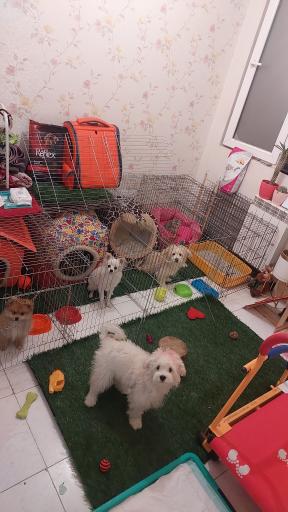 عکس پانسیون و باشگاه آموزش و تربیت لئوداگ مربی سگ مرتضی شکری