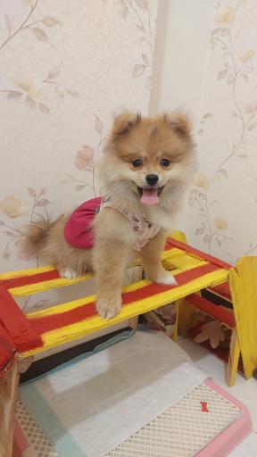 عکس پانسیون و باشگاه آموزش و تربیت لئوداگ مربی سگ مرتضی شکری