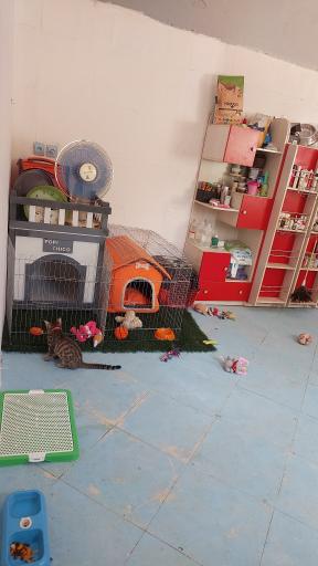 عکس پانسیون و باشگاه آموزش و تربیت لئوداگ مربی سگ مرتضی شکری