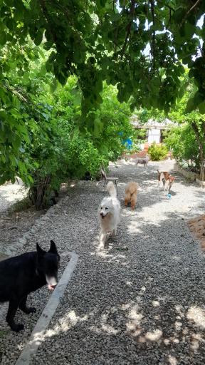 عکس پانسیون و باشگاه آموزش و تربیت لئوداگ مربی سگ مرتضی شکری