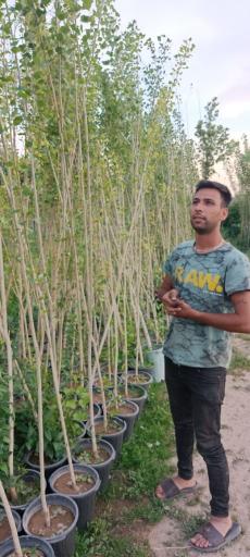 عکس طراحی فضای سبز مهندس خانیان