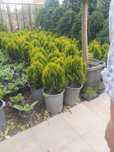 عکس طراحی فضای سبز مهندس خانیان