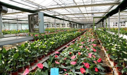 عکس گلخانه