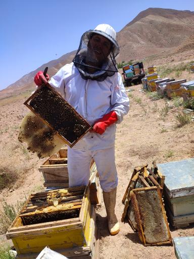 عکس زنبورستان و تولید ژل رویال و عسل مرتضی رستمی