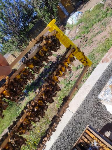 عکس زنبورستان و تولید ژل رویال و عسل مرتضی رستمی