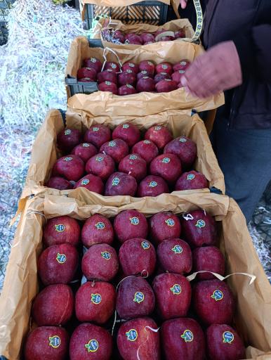عکس سردخانه ماندگار سهند منصوری 