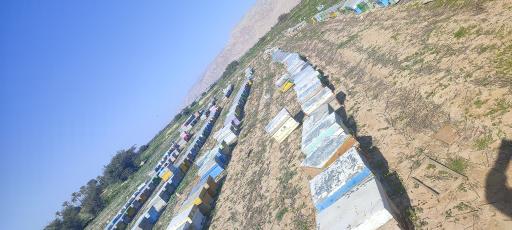 عکس زنبورستان و تولید ژل رویال و عسل مرتضی رستمی
