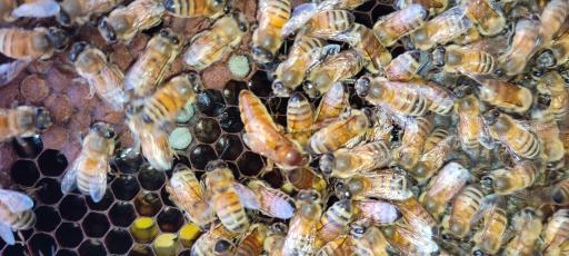 عکس زنبورستان و تولید ژل رویال و عسل مرتضی رستمی