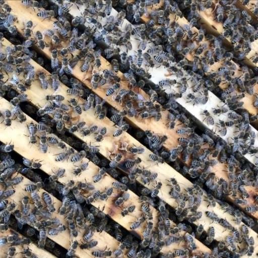 عکس زنبورستان و تولید ژل رویال و عسل مرتضی رستمی