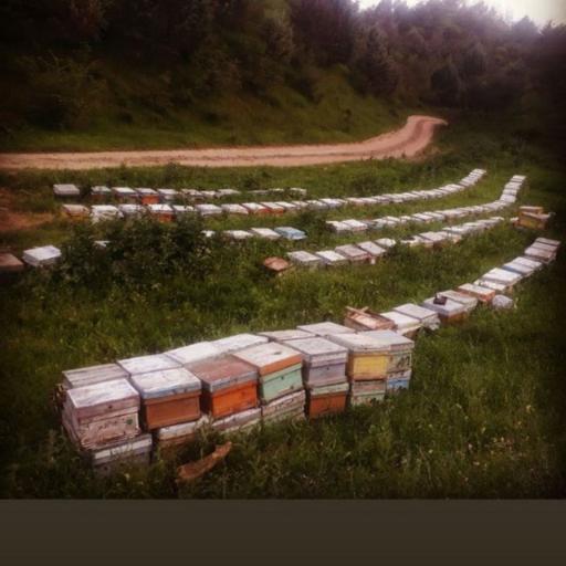 عکس زنبورستان و تولید ژل رویال و عسل مرتضی رستمی