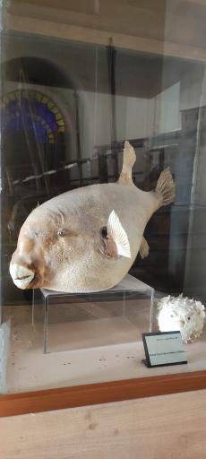 عکس عمارت طاهری (موزه مردم شناسی بوشهر)