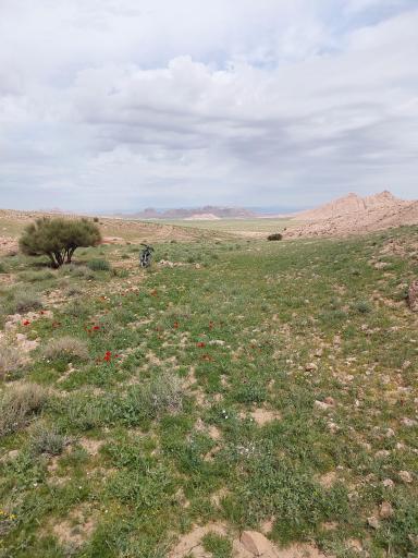 عکس یونسی