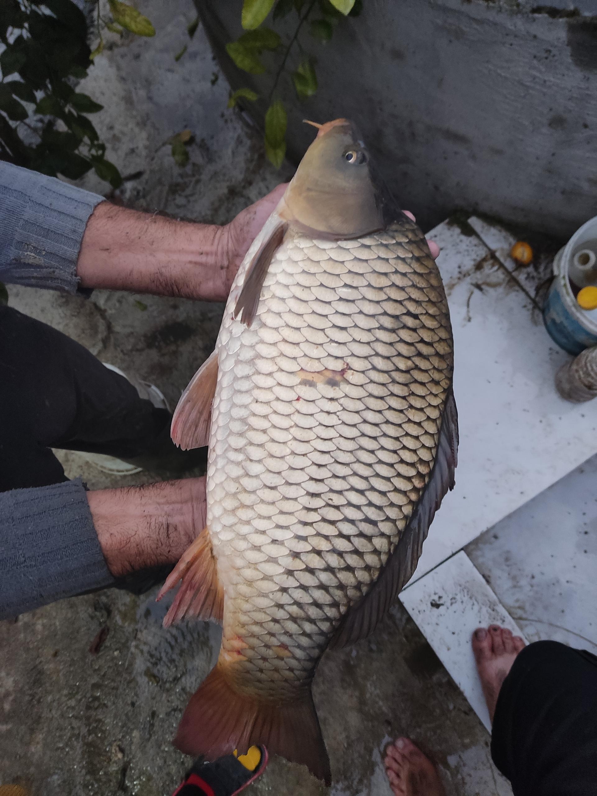 عکس پرورش مرغ و ماهی آریا