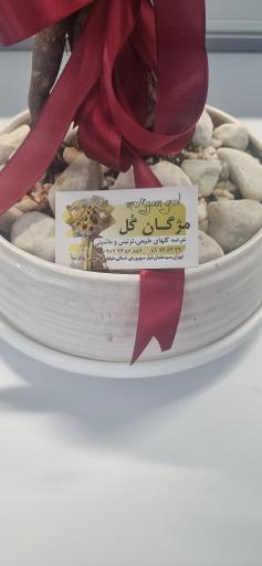 عکس گل مژگان