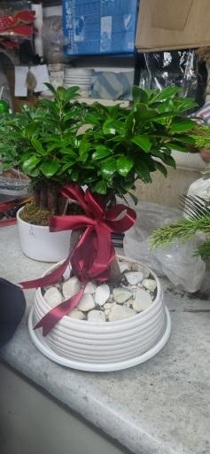 عکس گل مژگان