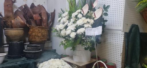 عکس گل مژگان